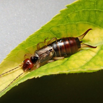 Image Earwigs