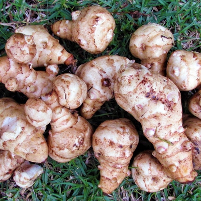 Jerusalem Artichoke Image2