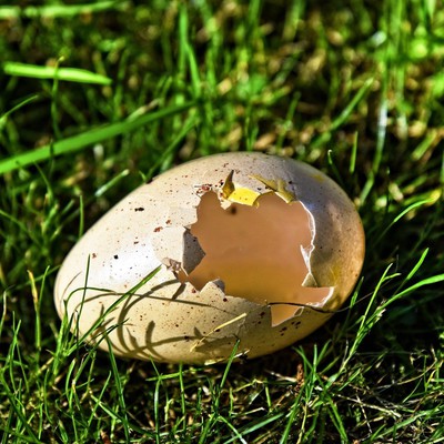Image eggshells