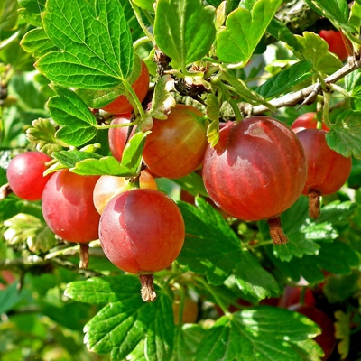 Gooseberry Image3