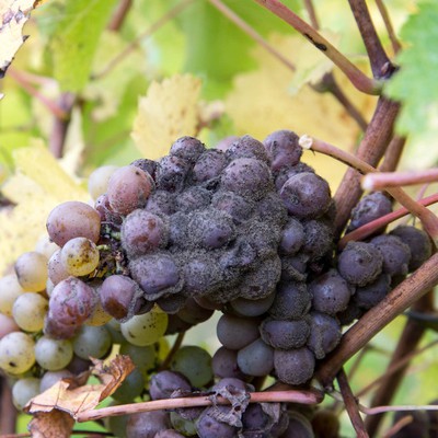 Image Gray Mold (Botrytis)