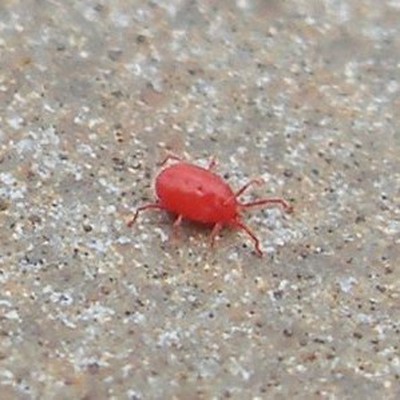 Image Predatory Mites