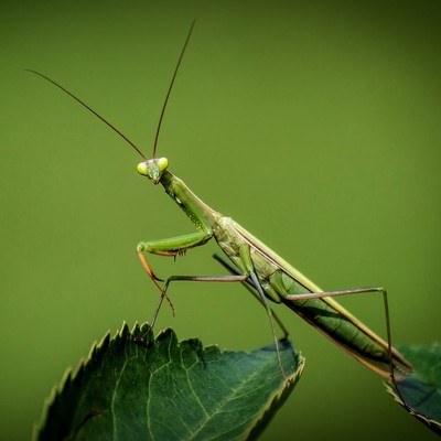 Image Praying Mantis