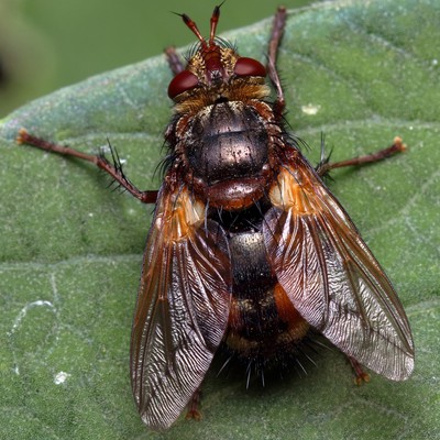 Image Tachinid Flies