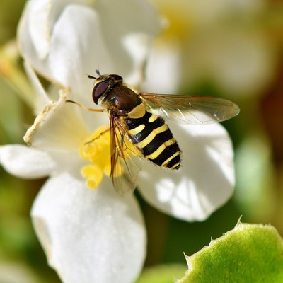 Image Hoverflies