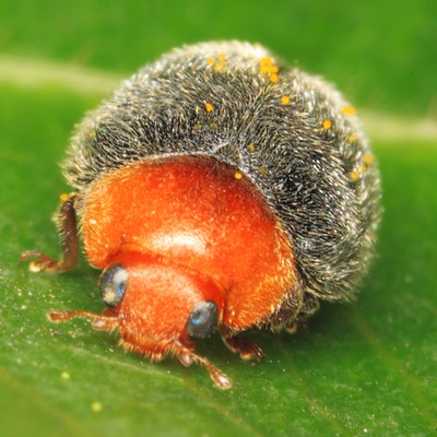 Image Mealybug Destroyers