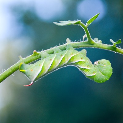 Image Tomato Hornworms