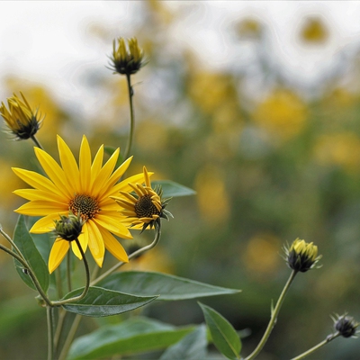 Jerusalem Artichoke Image1