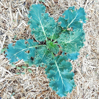 Image kale