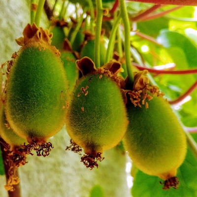 Image kiwifruit
