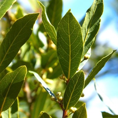 Bay Leaf (Bay Laurel) Image1