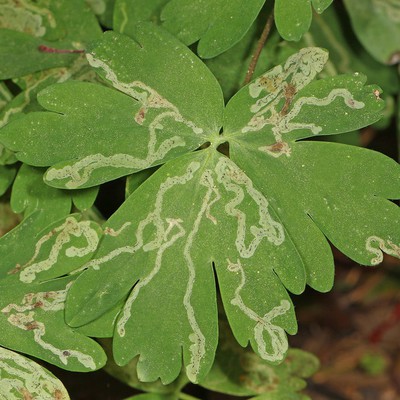 Image Leafminers