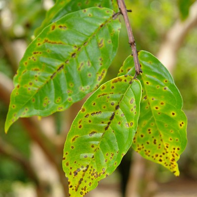 Image Leaf Spot