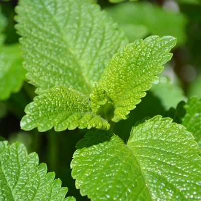 Image lemonbalm