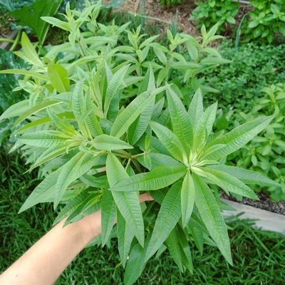 Lemon Verbena Image1