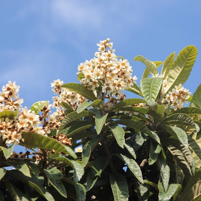 Loquat Image3