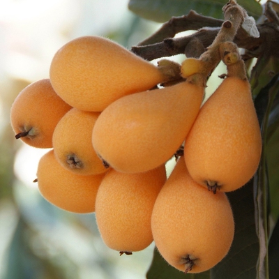 Image loquat