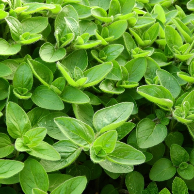 Marjoram Image1