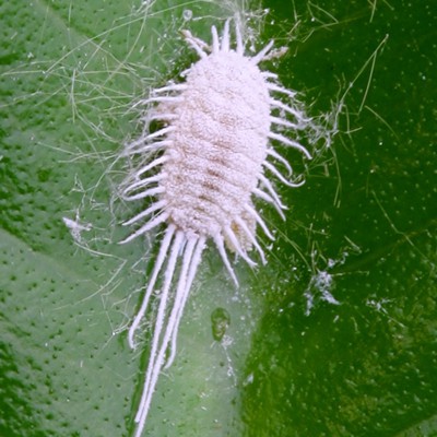 Image Mealybugs