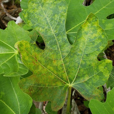 Image Mosaic Virus