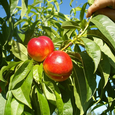 Nectarine Image1