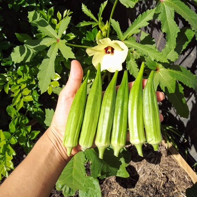 Okra Image3