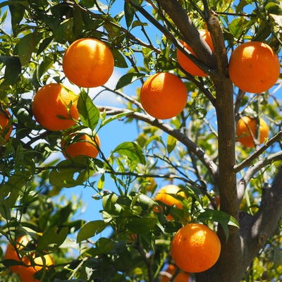 Image orange