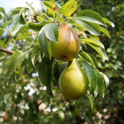 Image pear