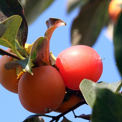 Image persimmon