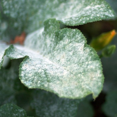Image Powdery Mildew