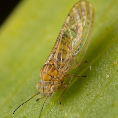 Image Psyllids