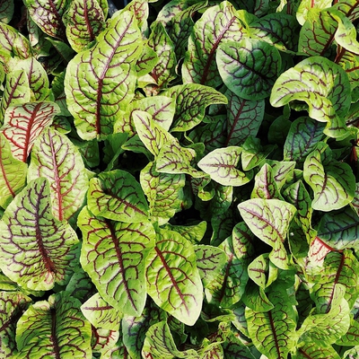 Sorrel Image1