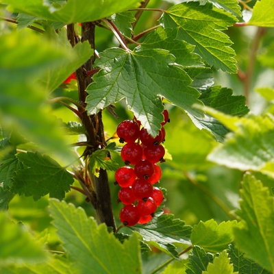 Image redcurrant