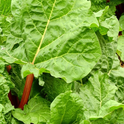 Image rhubarb