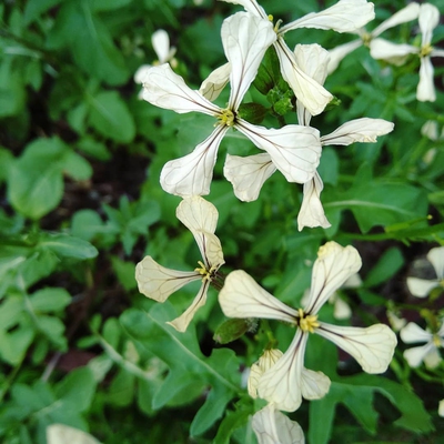 Image arugula