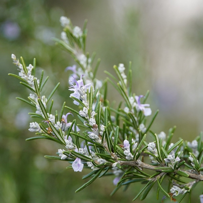 Rosemary Image2