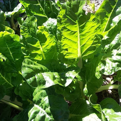 Chard (Silverbeet) Image1