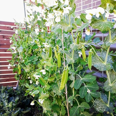 Snow Pea Image2