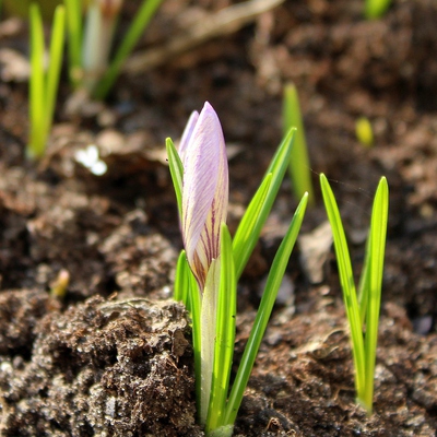 Image3 soilhealth