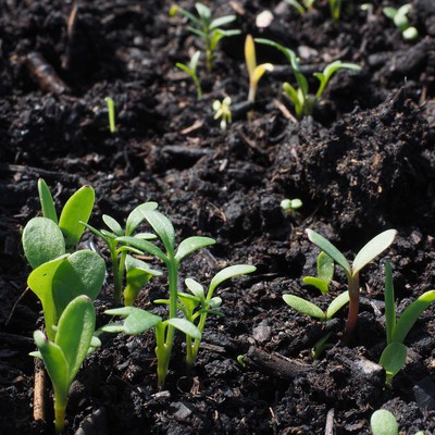Image soilhealth