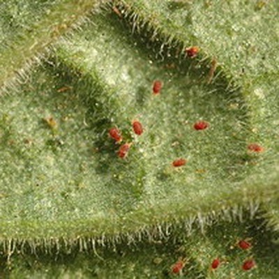 Image Spider Mites