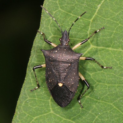 Image Stink Bugs