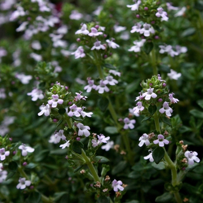 Thyme Image2