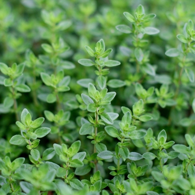 Thyme Image1