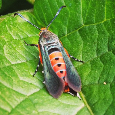 Image Squash Vine Borers