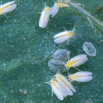 Image Whiteflies