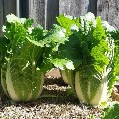 Chinese Cabbage (Wombok) Image1