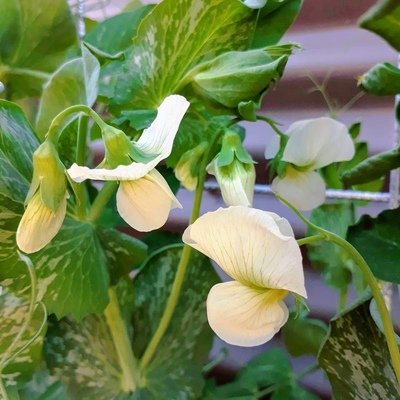 Which crop do I produce?
